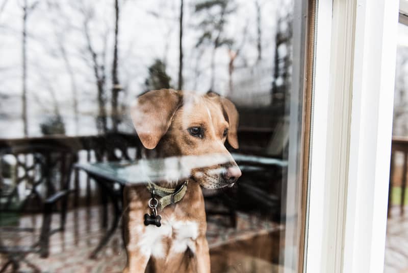 dog looking outside window